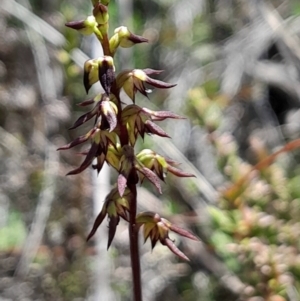 Corunastylis clivicola at Black Mountain - suppressed