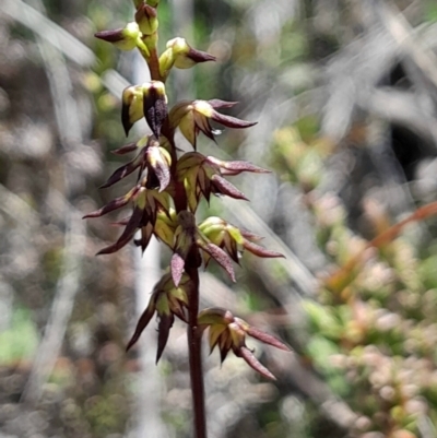 Corunastylis clivicola (Rufous midge orchid) at Bruce, ACT - 28 Jan 2024 by Venture