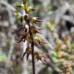 Corunastylis clivicola (Rufous midge orchid) at Bruce, ACT - 28 Jan 2024 by Venture