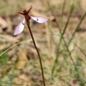 Eriochilus magenteus at Namadgi National Park - suppressed