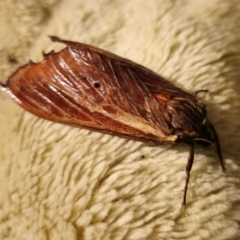 Abantiades (genus) (A Swift or Ghost moth) at QPRC LGA - 7 Apr 2024 by Csteele4