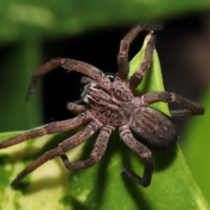 Miturgidae (family) at Brisbane City, QLD - 30 Mar 2024