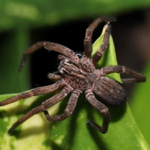 Miturgidae (family) (False wolf spider) at Brisbane City, QLD by TimL