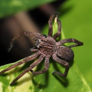 Miturgidae (family) at Brisbane City, QLD - 30 Mar 2024