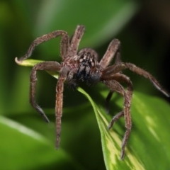 Miturgidae (family) at Brisbane City, QLD - 30 Mar 2024 11:12 AM