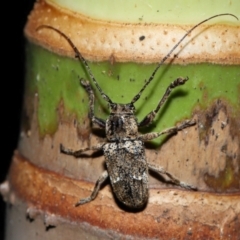 Unidentified Longhorn beetle (Cerambycidae) at Brisbane City, QLD - 30 Mar 2024 by TimL
