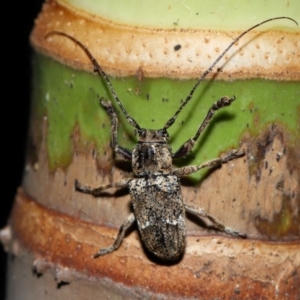 Unidentified Longhorn beetle (Cerambycidae) at suppressed by TimL
