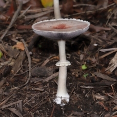zz agaric (stem; gills not white/cream) at Brisbane City Botanic Gardens - 30 Mar 2024 by TimL