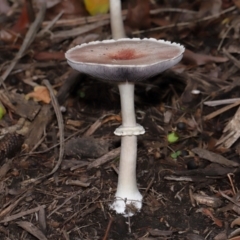 Unidentified Cap on a stem; gills below cap [mushrooms or mushroom-like] at Brisbane City Botanic Gardens - 30 Mar 2024 by TimL