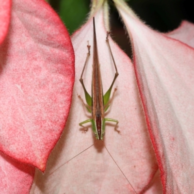 Conocephalus semivittatus (Meadow katydid) at Brisbane City Botanic Gardens - 30 Mar 2024 by TimL