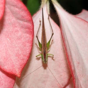 Conocephalus semivittatus (Meadow katydid) at Brisbane City Botanic Gardens by TimL