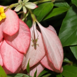 Conocephalus semivittatus at Brisbane City Botanic Gardens - 30 Mar 2024