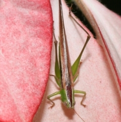 Conocephalus semivittatus at Brisbane City Botanic Gardens - 30 Mar 2024 11:56 AM