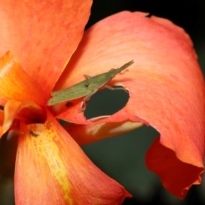 Atractomorpha similis at Brisbane City Botanic Gardens - 30 Mar 2024