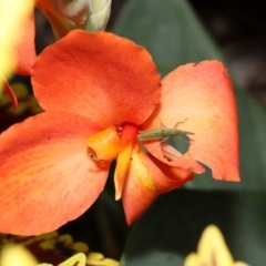 Atractomorpha similis at Brisbane City Botanic Gardens - 30 Mar 2024