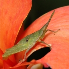 Atractomorpha similis at Brisbane City Botanic Gardens - 30 Mar 2024