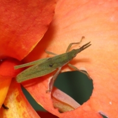 Atractomorpha similis at Brisbane City Botanic Gardens - 30 Mar 2024