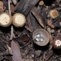 Unidentified Cup with one or more 'eggs' inside [birds nest fungi and cannonball fungus] at Brisbane City Botanic Gardens - 30 Mar 2024 by TimL