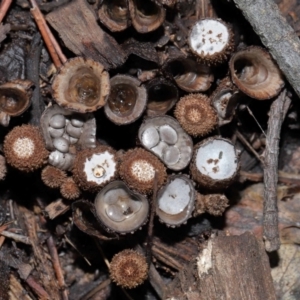 Cyathus sp. at Brisbane City Botanic Gardens - 30 Mar 2024 11:32 AM