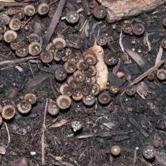 Cyathus sp. at Brisbane City Botanic Gardens - 30 Mar 2024 11:32 AM