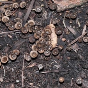 Cyathus sp. at Brisbane City Botanic Gardens - 30 Mar 2024 11:32 AM