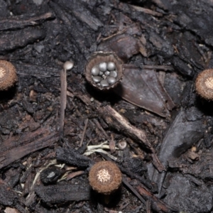 Cyathus sp. at Brisbane City Botanic Gardens - 30 Mar 2024 11:32 AM