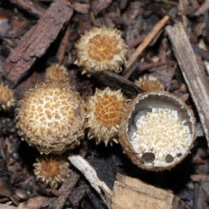 Cyathus sp. at Brisbane City Botanic Gardens - 30 Mar 2024 11:32 AM