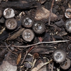 Unidentified Cup with one or more 'eggs' inside [birds nest fungi and cannonball fungus] at Brisbane City Botanic Gardens - 30 Mar 2024 by TimL