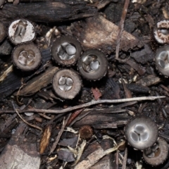 Cyathus sp. (A Bird's Nest Fungus) at Brisbane City Botanic Gardens - 30 Mar 2024 by TimL