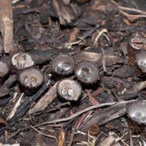 Cyathus sp. at Brisbane City Botanic Gardens - 30 Mar 2024 11:31 AM