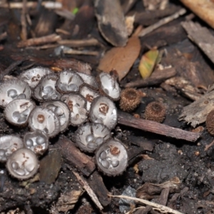 Cyathus sp. at Brisbane City Botanic Gardens - 30 Mar 2024 11:31 AM