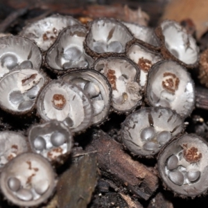Cyathus sp. at Brisbane City Botanic Gardens - 30 Mar 2024 11:31 AM