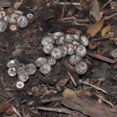 Cyathus sp. at Brisbane City Botanic Gardens - 30 Mar 2024 11:31 AM