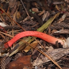 Phallus rubicundus at Brisbane City, QLD - 30 Mar 2024 by TimL