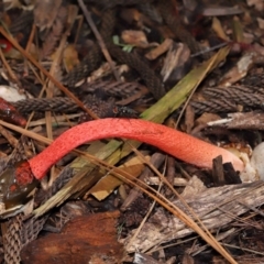 Phallus rubicundus (Phallus rubicundus) at Brisbane City Botanic Gardens - 30 Mar 2024 by TimL