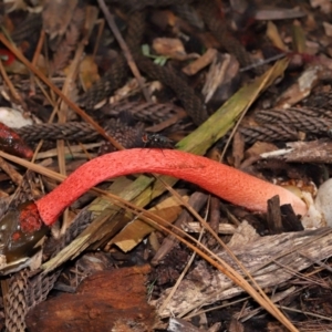 Phallus rubicundus at Brisbane City Botanic Gardens - 30 Mar 2024 12:11 PM