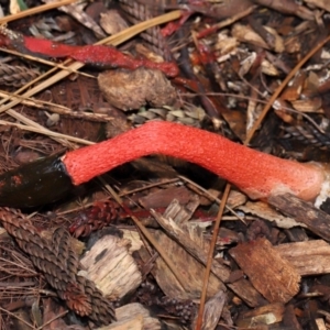 Phallus rubicundus at Brisbane City Botanic Gardens - 30 Mar 2024 12:11 PM