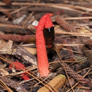 Phallus rubicundus at Brisbane City Botanic Gardens - 30 Mar 2024 12:11 PM