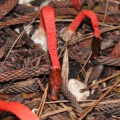 Phallus rubicundus at Brisbane City Botanic Gardens - 30 Mar 2024 12:11 PM