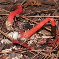 Phallus rubicundus at Brisbane City Botanic Gardens - 30 Mar 2024 12:11 PM