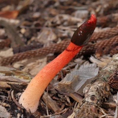 Phallus rubicundus at Brisbane City, QLD - 30 Mar 2024 by TimL