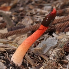 Phallus rubicundus at Brisbane City, QLD - 30 Mar 2024 by TimL