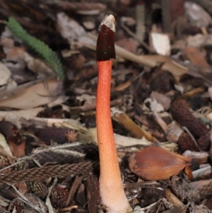 Phallus rubicundus at Brisbane City Botanic Gardens - 30 Mar 2024 12:14 PM