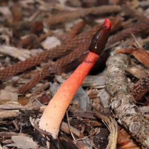 Phallus rubicundus at Brisbane City Botanic Gardens - 30 Mar 2024 12:14 PM