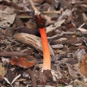 Phallus rubicundus at Brisbane City Botanic Gardens - 30 Mar 2024 12:14 PM