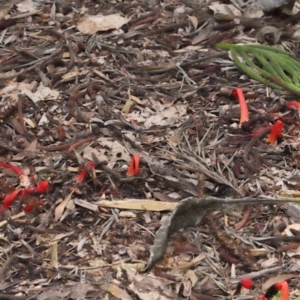 Phallus rubicundus at Brisbane City Botanic Gardens - 30 Mar 2024 12:14 PM