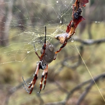 Trichonephila edulis (Golden orb weaver) at QPRC LGA - 6 Apr 2024 by yellowboxwoodland