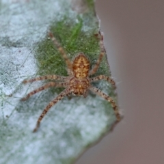 Isopeda or Isopedella sp. (genus) (Huntsman) at Hughes Grassy Woodland - 1 Apr 2024 by LisaH