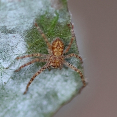 Isopeda or Isopedella sp. (genus) (Huntsman) at Red Hill to Yarralumla Creek - 1 Apr 2024 by LisaH