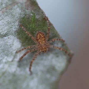 Isopeda or Isopedella sp. (genus) at Red Hill to Yarralumla Creek - 1 Apr 2024